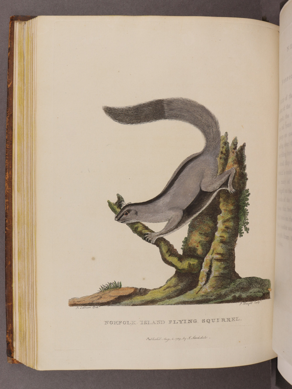 Plate 17
